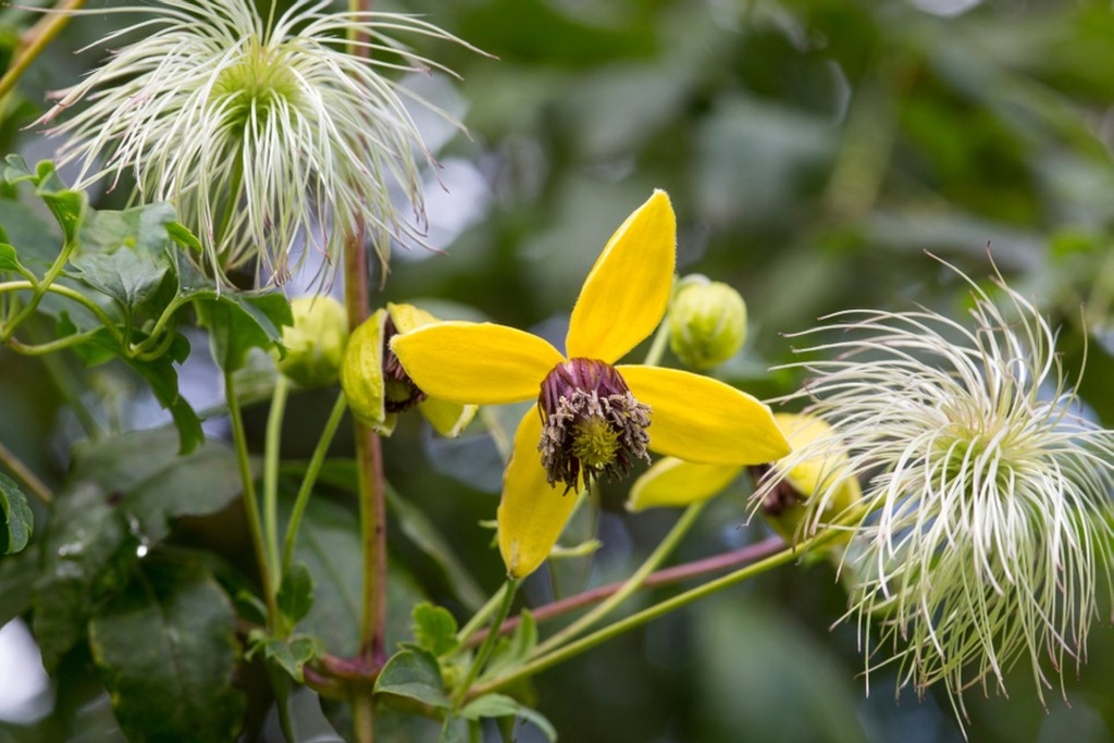 Clematis tangutica