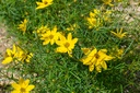 Coreopsis verticillata 'Zagreb'