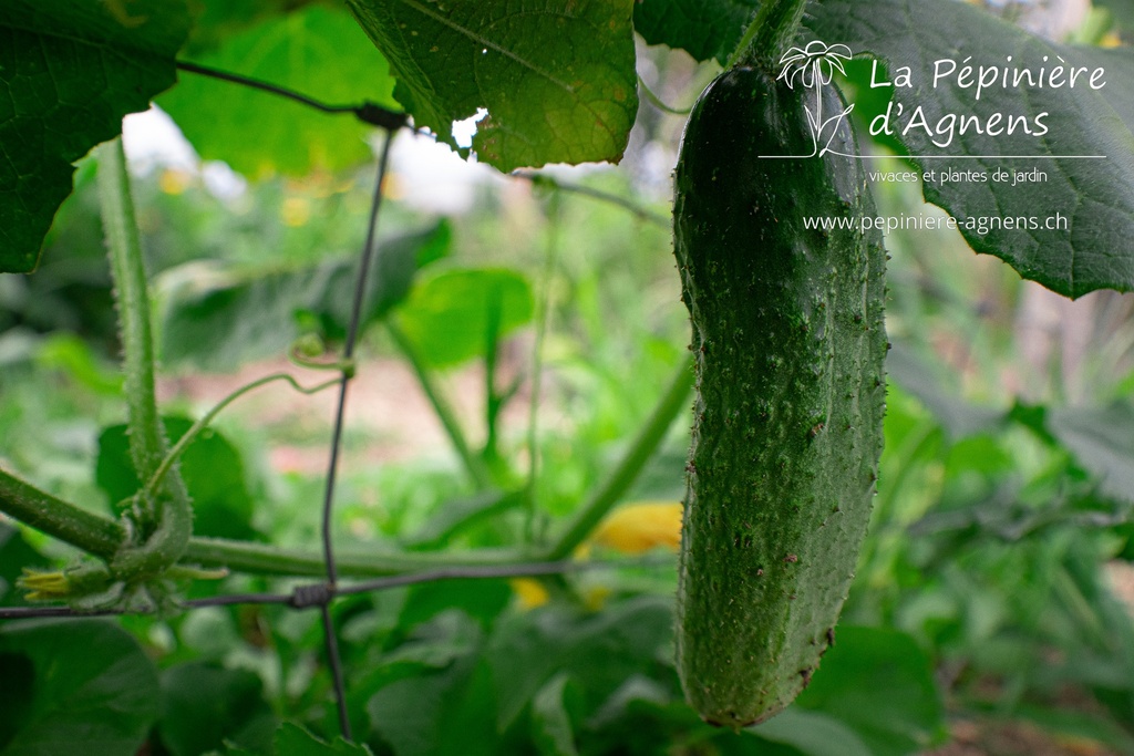 Cornichon à faire grimper 'Délicatesse'