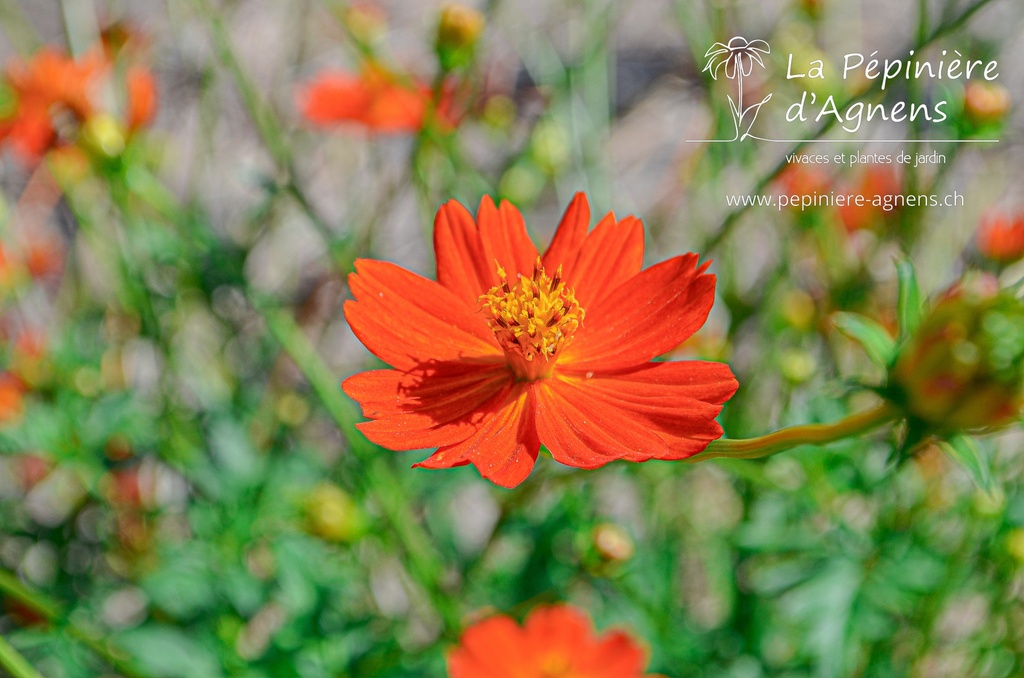 Cosmos sulphureus