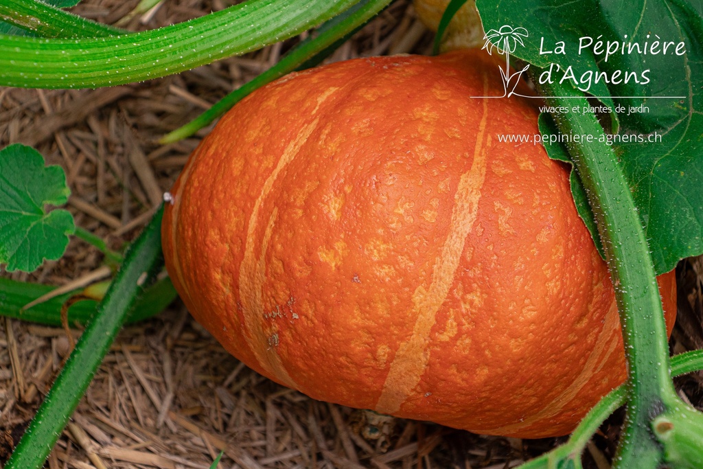 Courge à fruits moyens 'Red Kuri'