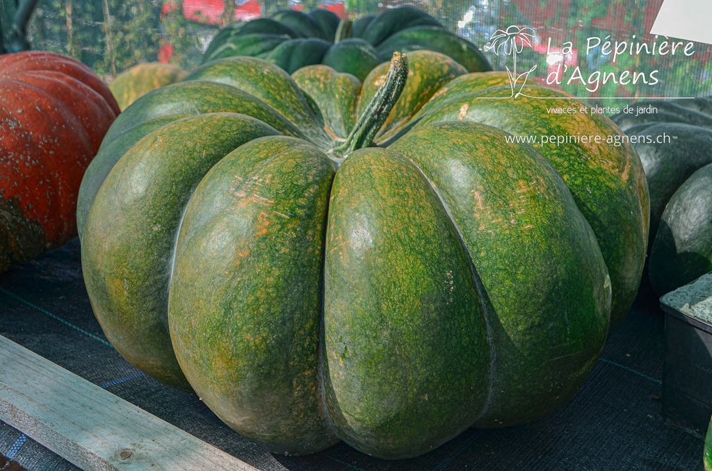 Courge à gros fruits 'Musquée de Provence'