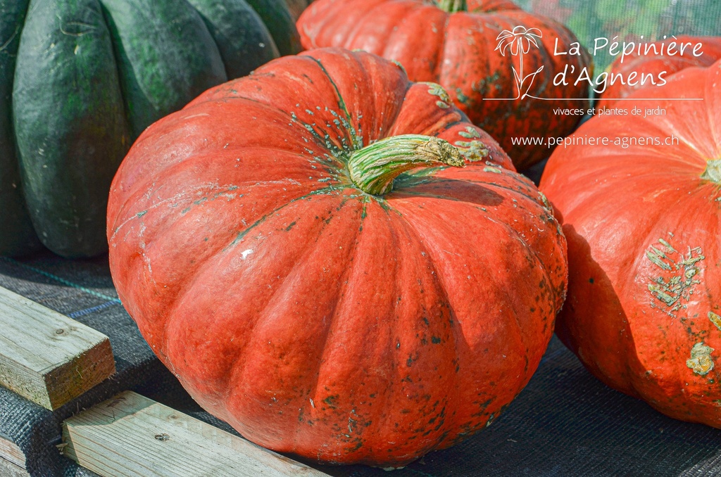 Courge à gros fruits 'Rouge vif d'Etampes'