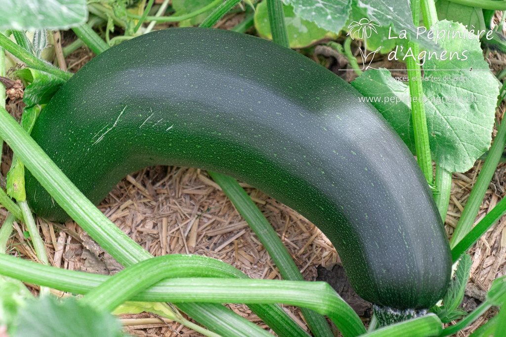 Courgette à fruits long 'Grey Zucchini'