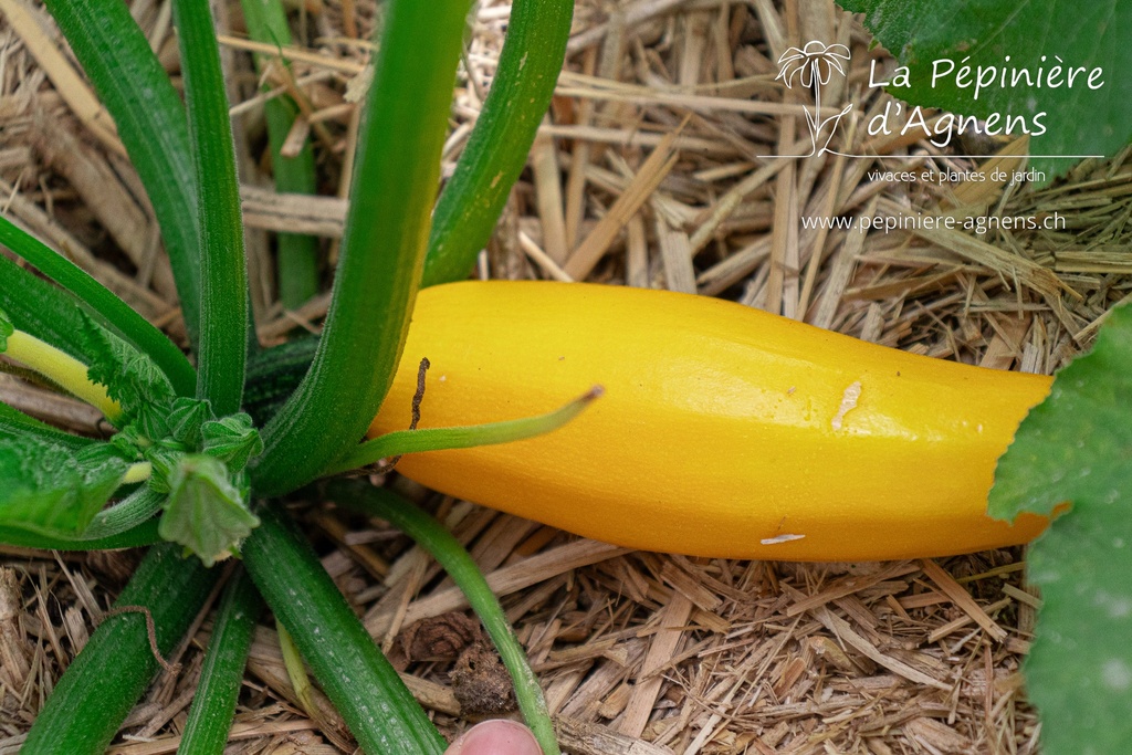 Courgette à fruits moyen 'Beurrée jaune'