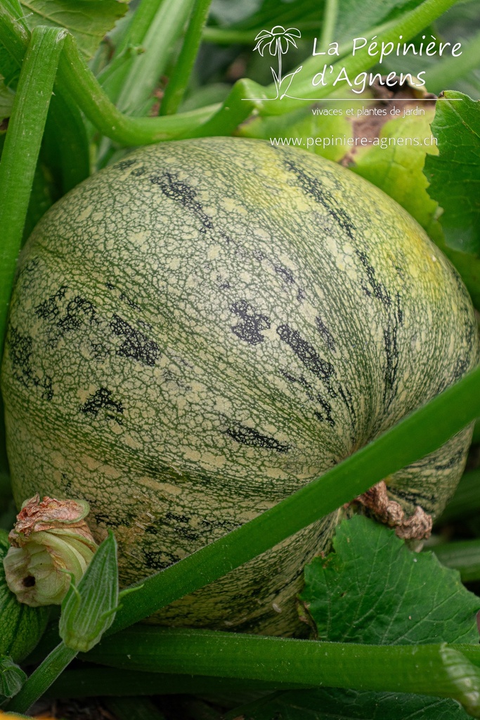 Courgette à fruits rond 'Rond de Nice'