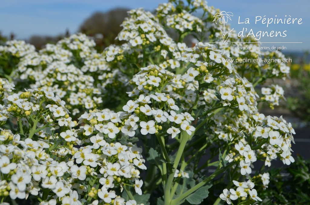 Crambe maritima