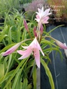 Crinum powellii