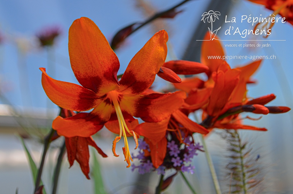 Crocosmia hybride 'Emily McKenzie'