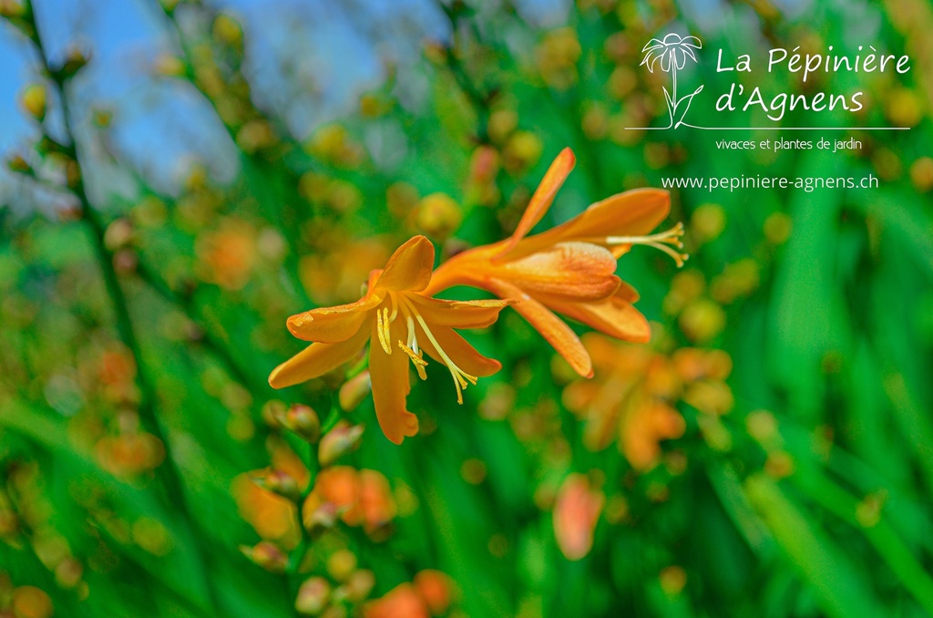 Crocosmia hybride 'George Davidson'