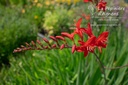 Crocosmia hybride 'Lucifer'