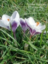 Crocus botanique 'Prins Claus'