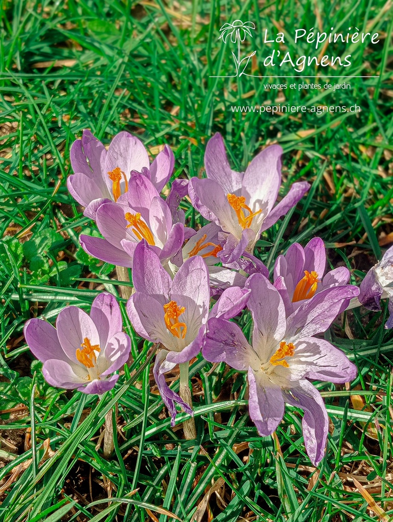 Crocus botanique tommasinianus