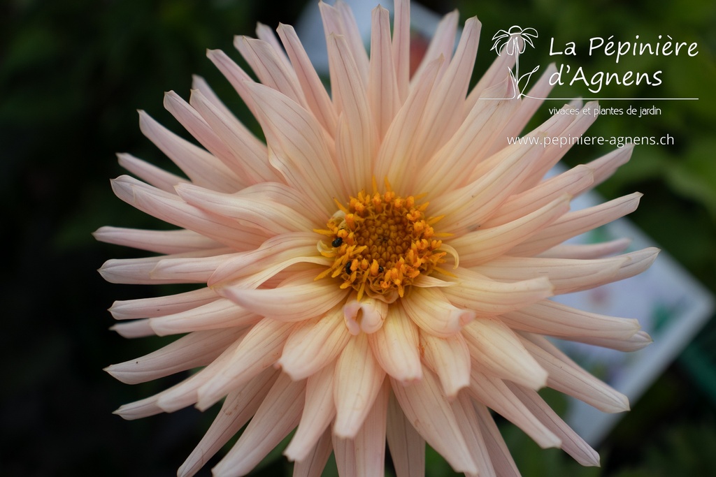 Dahlia cactus 'Préférence'