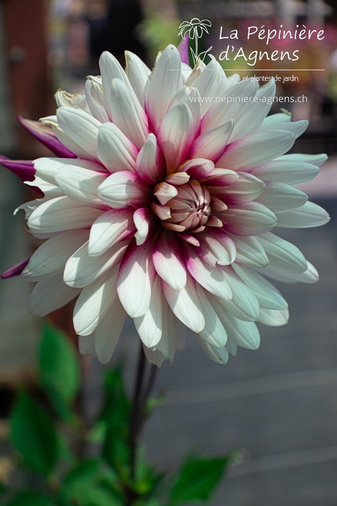 Dahlia cactus 'Rebecca's World'