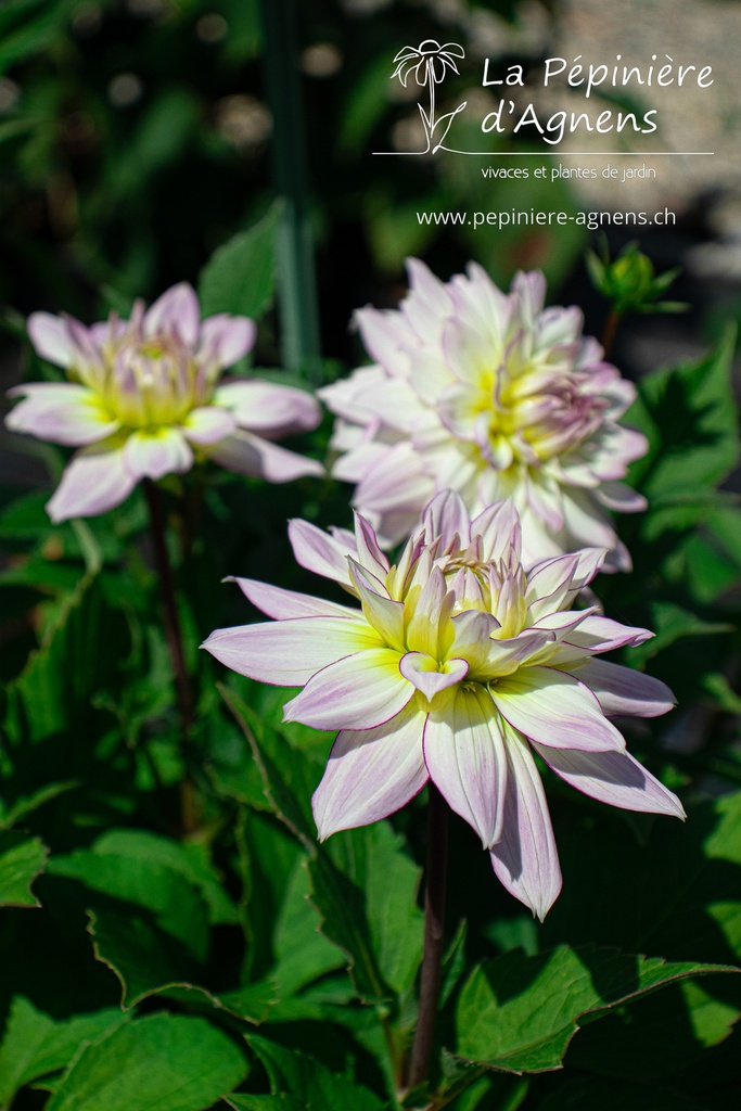 Dahlia décoratif 'Crazy Love'