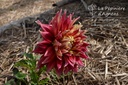 Dahlia dinner plate 'Bohemian Spartacus'