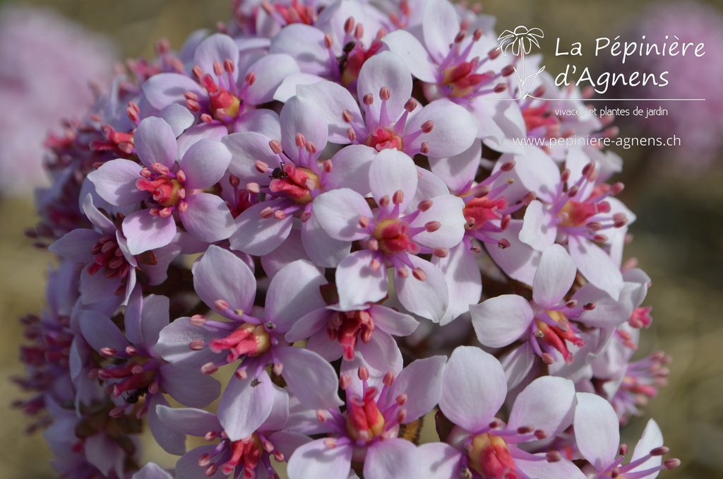 Darmera peltata