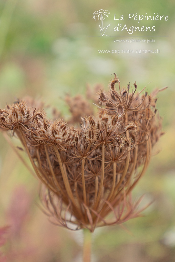 Daucus carota