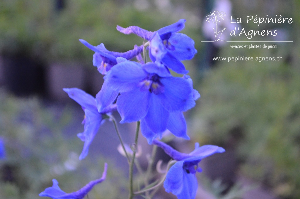 Delphinium belladona (x) 'Voelkerfrieden'