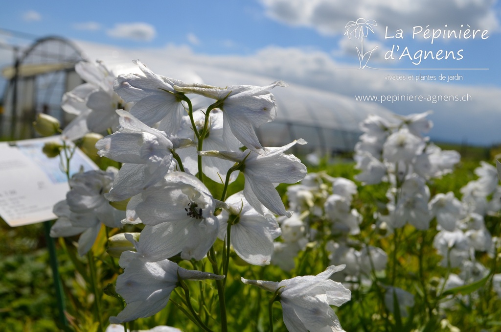 Delphinium belladonna 'Snow White'