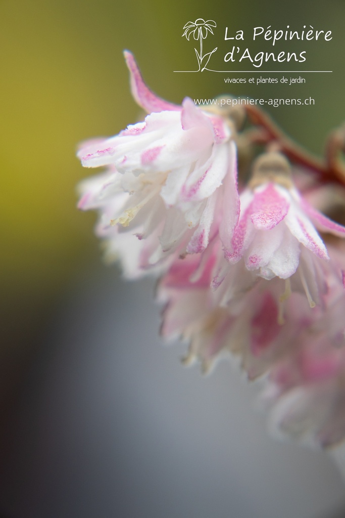 Deutzia crenata 'Pride of Rochester'