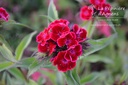 Dianthus barbatus