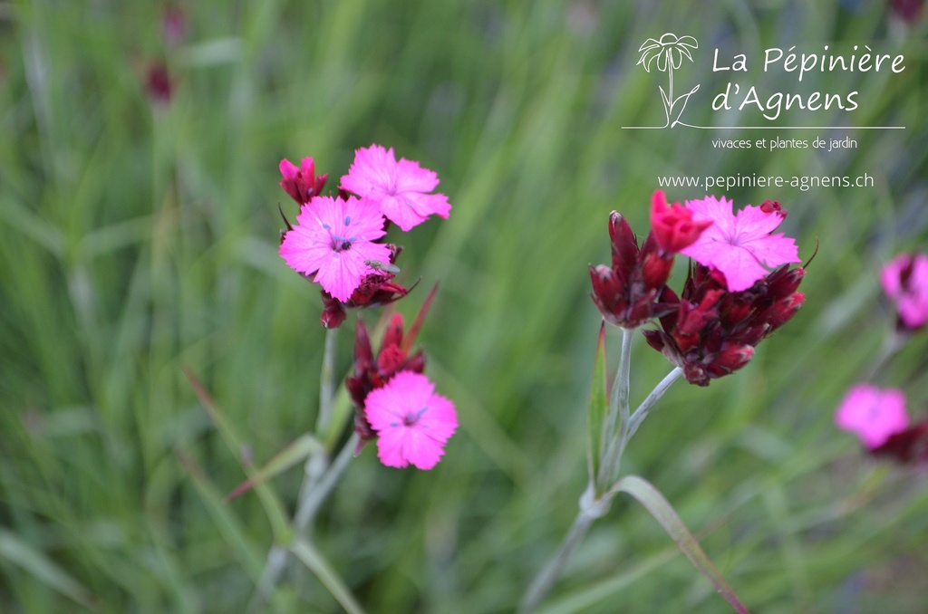 Dianthus carthusianorum