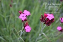 Dianthus carthusianorum