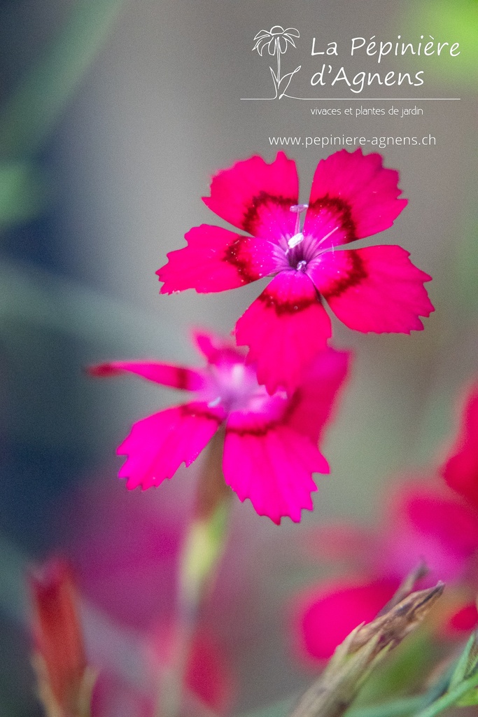 Dianthus deltoides