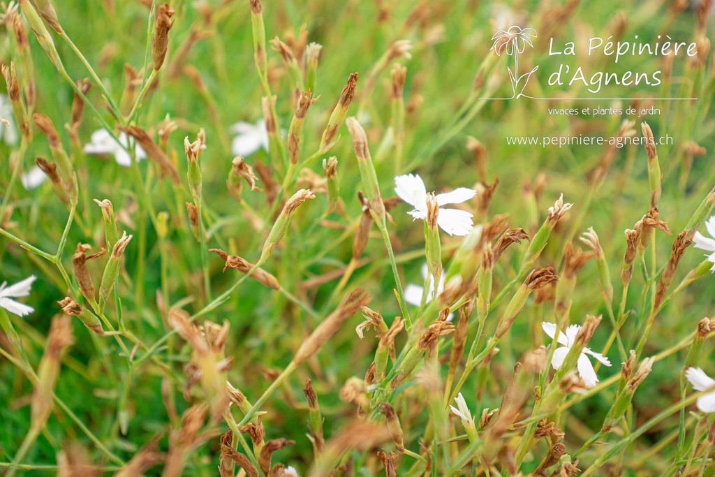 Dianthus deltoides 'Albus'