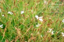 Dianthus deltoides 'Albus'