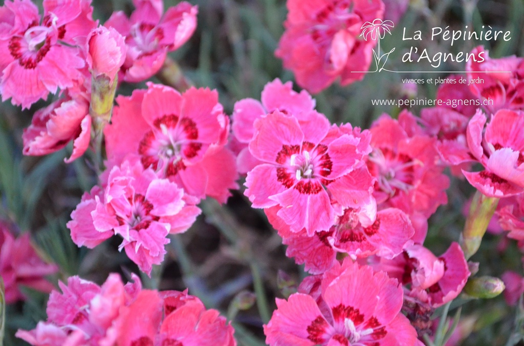 Dianthus gratianopolitanus 'Rotkäppchen'