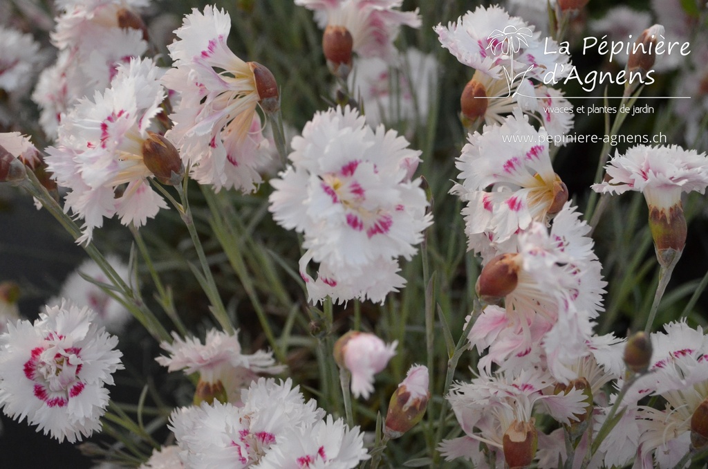 Dianthus plumarius 'Ine'