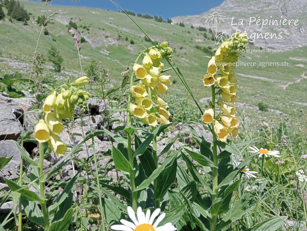 Digitalis lutea