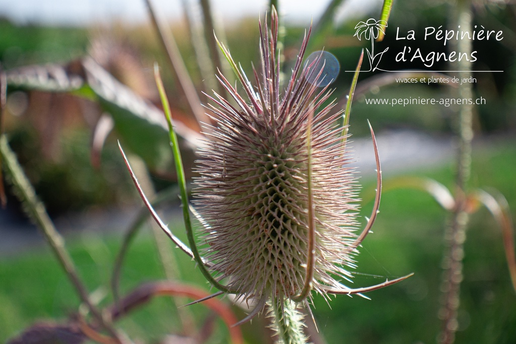 Dipsacus sylvestris