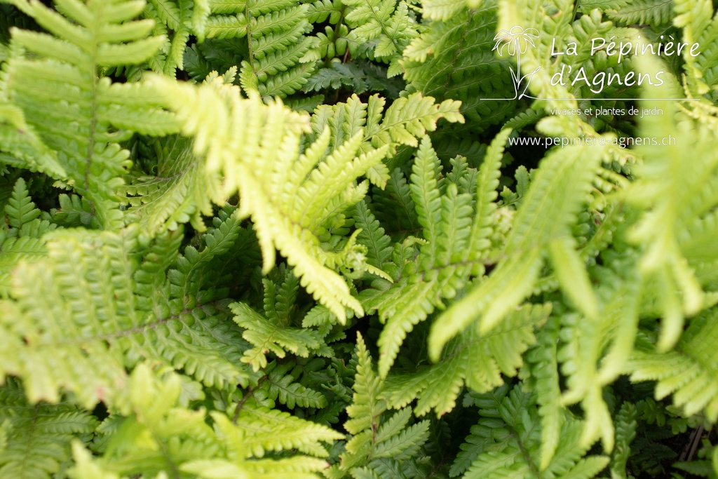 Dryopteris affinis