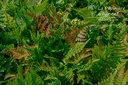 Dryopteris erythrosora