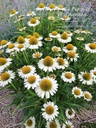 Echinacea hybride 'White Meditation'