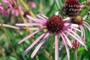 Echinacea pallida