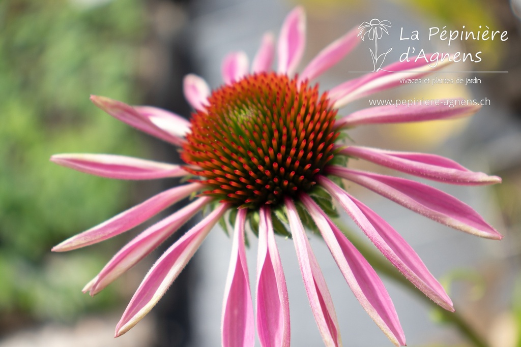 Echinacea purpurea