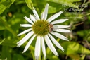 Echinacea purpurea 'Alba'