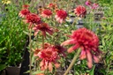 Echinacea hybride 'Hot Papaya'