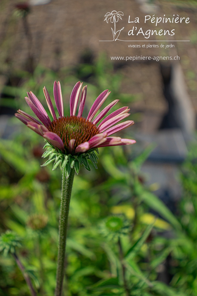 Echinacea purpurea 'Magnus Superior'