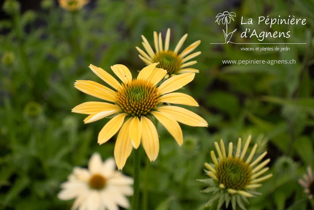 Echinacea purpurea 'Mellow Yellow'