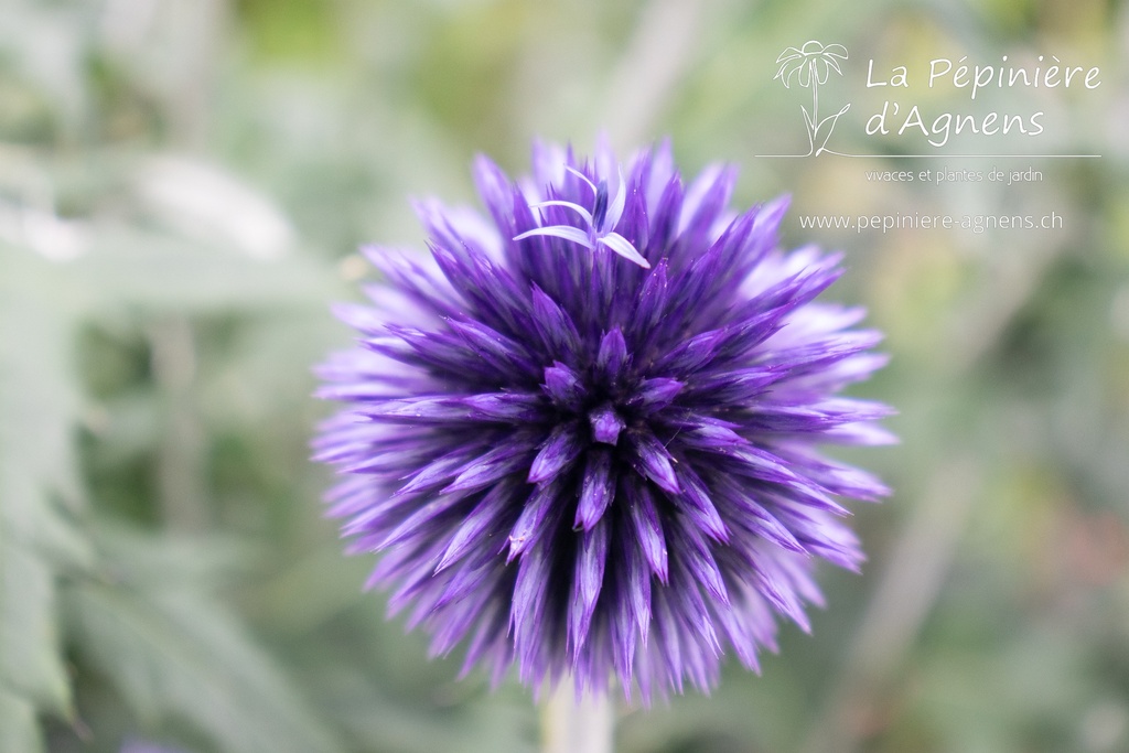 Echinops ritro 'Veitch's Blue'