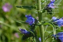 Echium vulgare