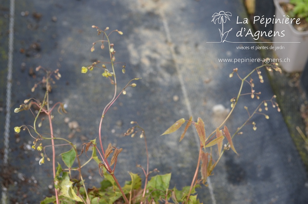 Epimedium hybride 'Spine Tingler'