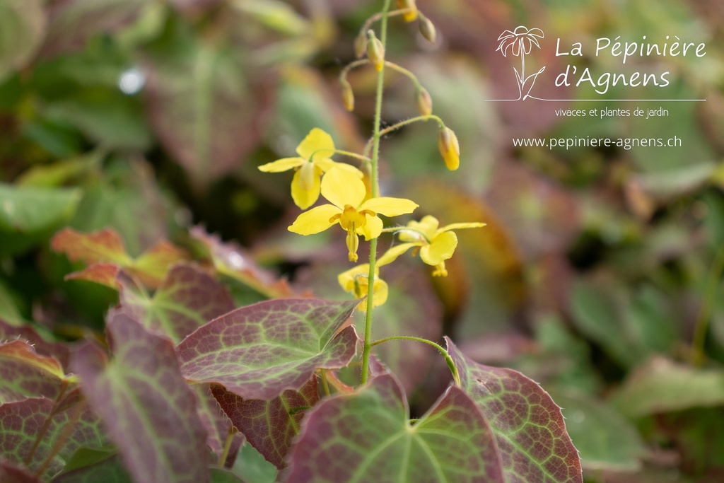 Epimedium perralchicum (x) 'Frohnleiten'