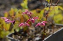 Epimedium rubrum (x)